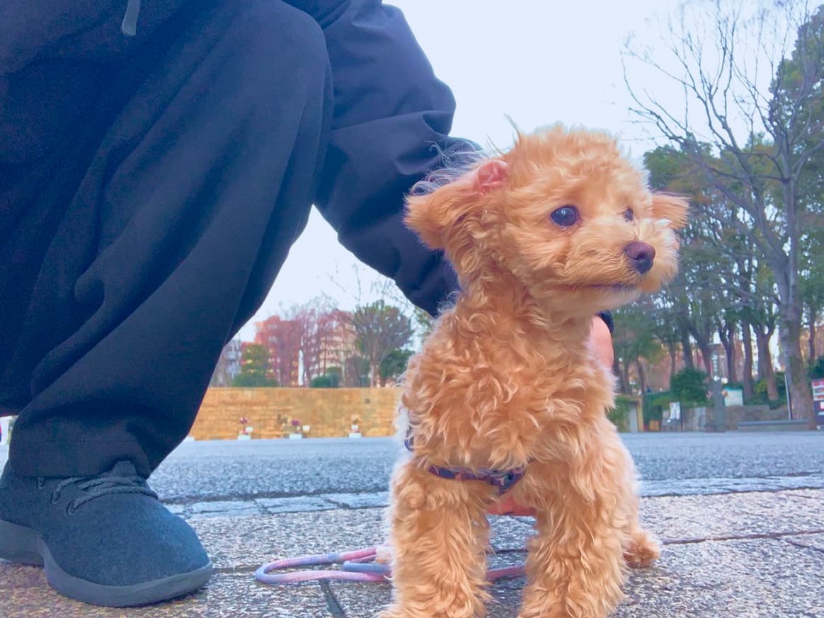 愛犬コタツ