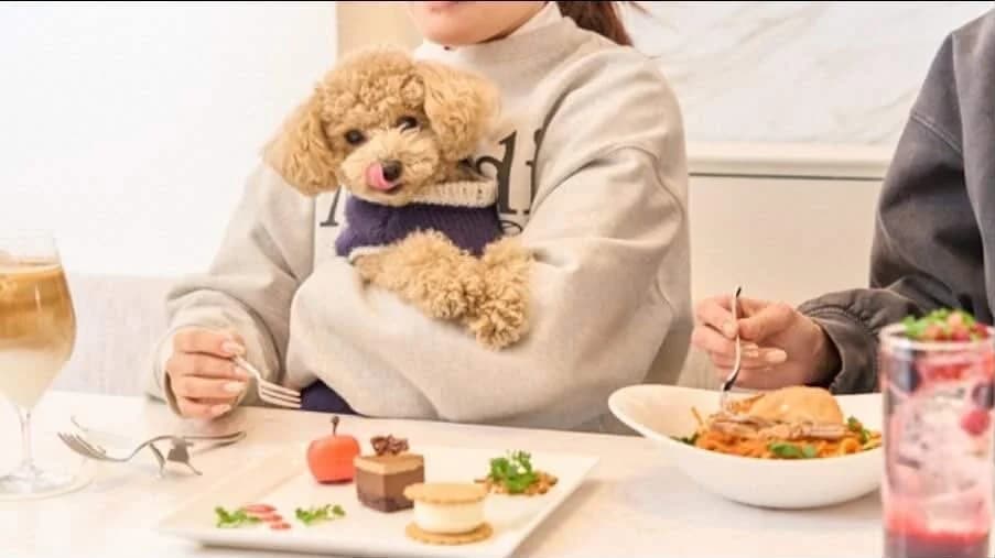 DOG SIDE LOUNGE