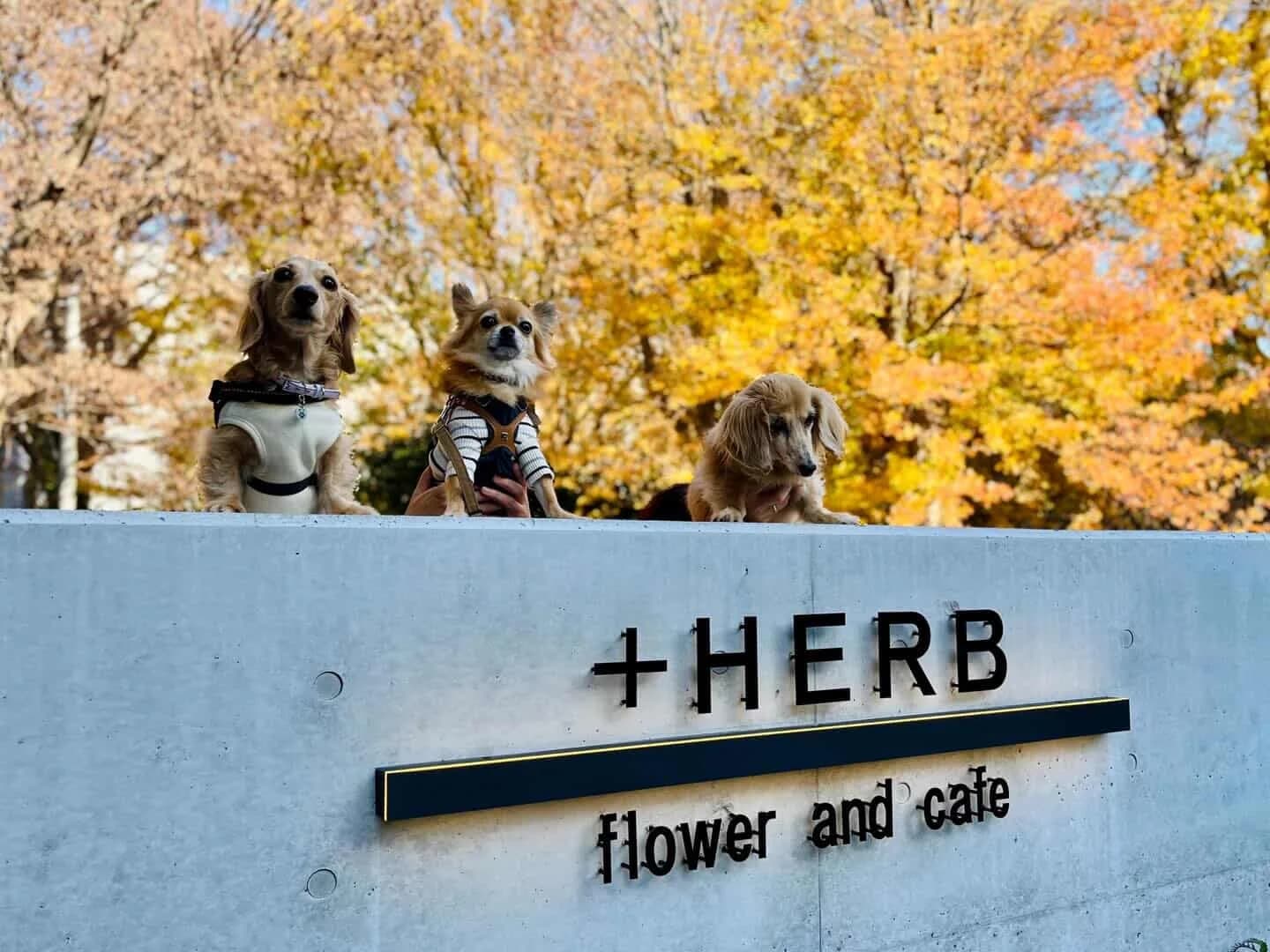 +HERB flower and cafe