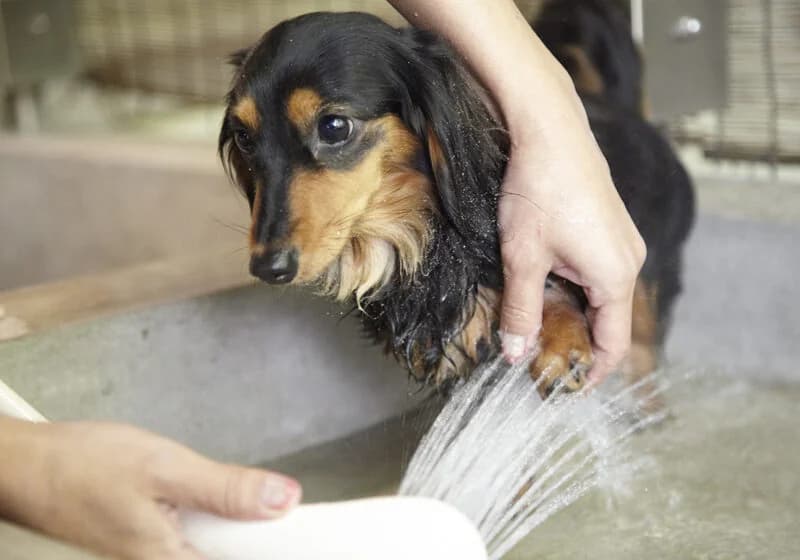仙石高原大箱根一の湯