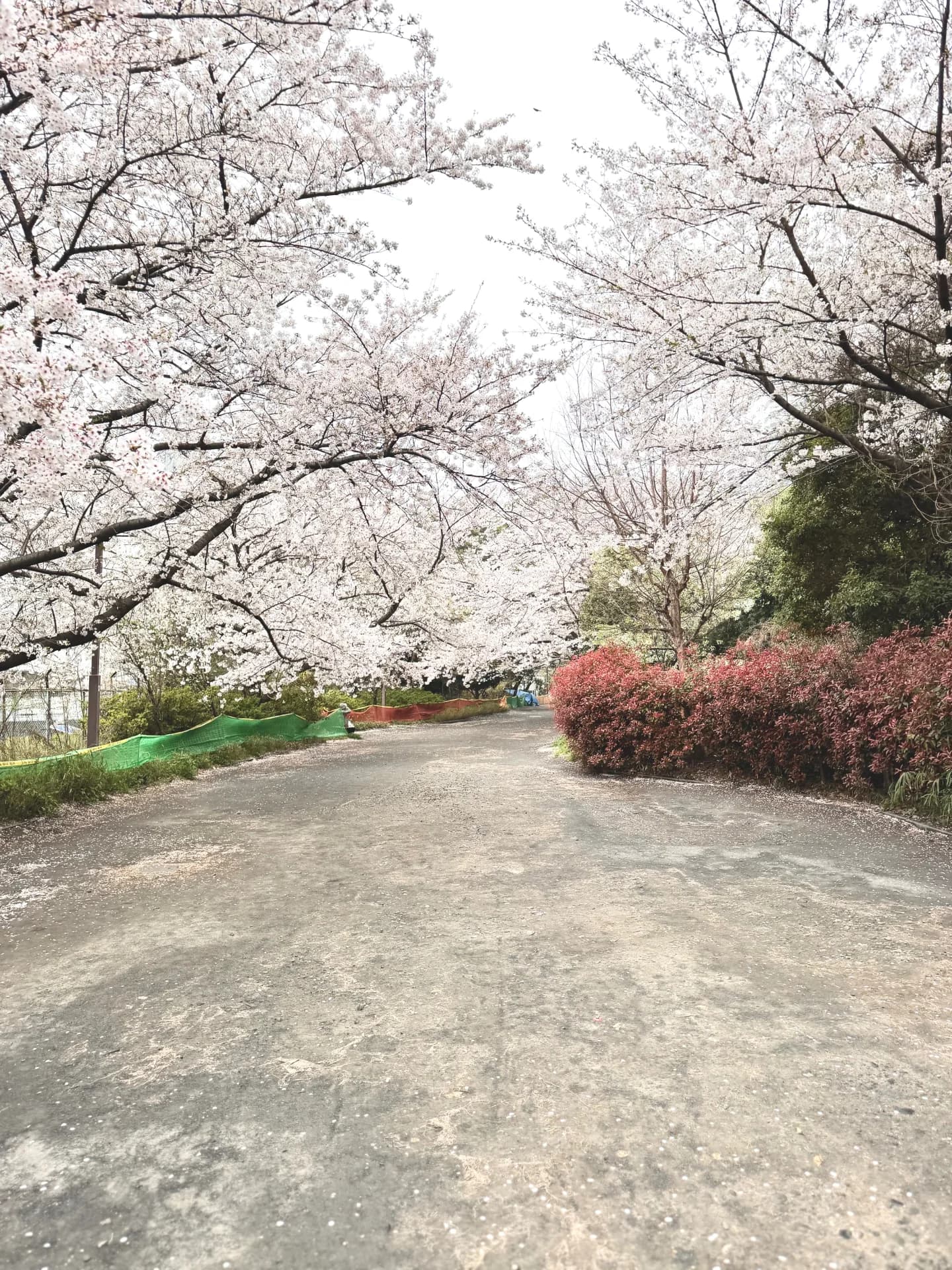 代々木緑道