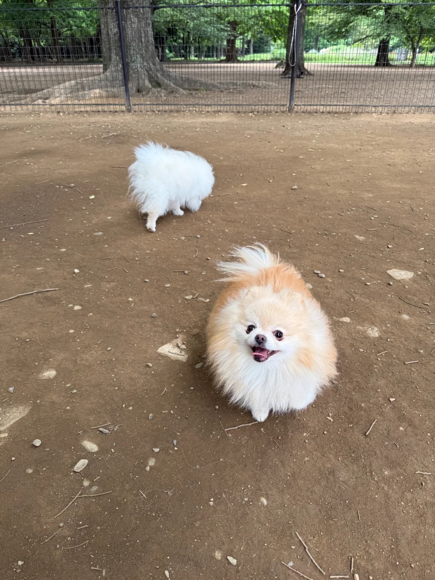 代々木公園 ドッグラン